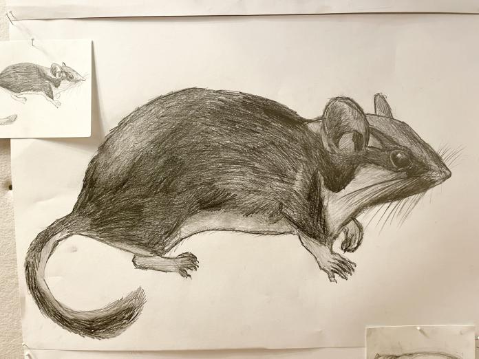 Sort hvid blyantstegning af mus